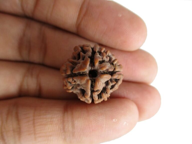 Natural 4 Mukhi Rudraksha Img 10