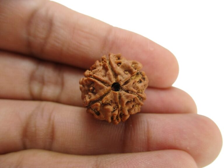 Natural 6 Mukhi Rudraksha Img 15
